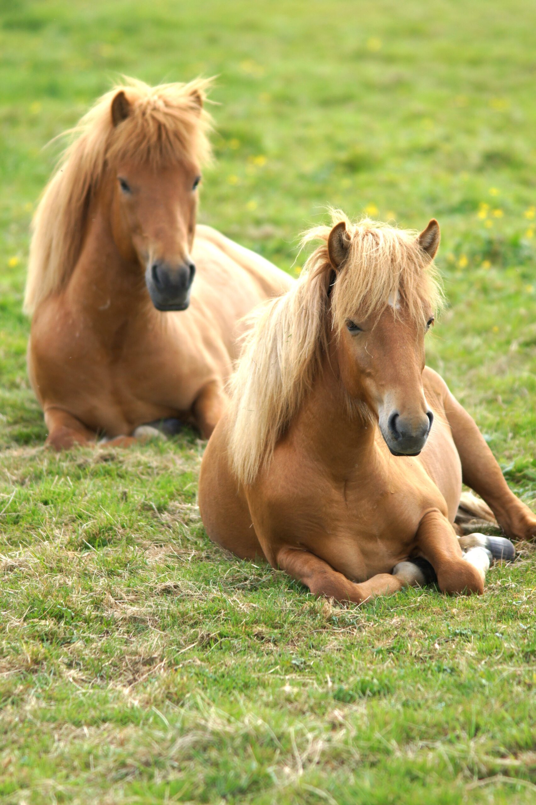 Photo de chevaux