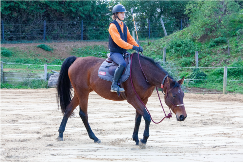 Photo d'un cheval